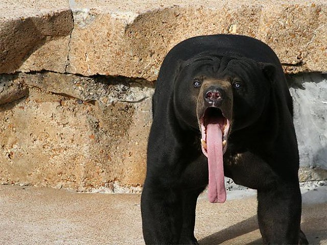 Bear with tongue sticking out [650×487]