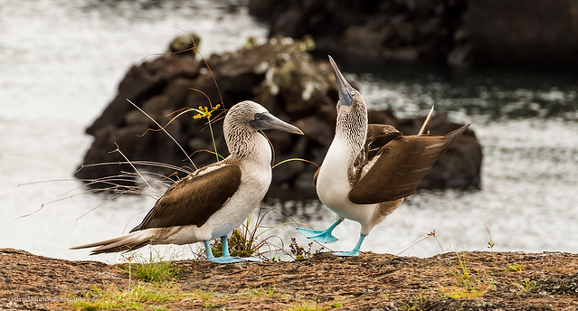 mating dance of the blue footed boobie (part 1)