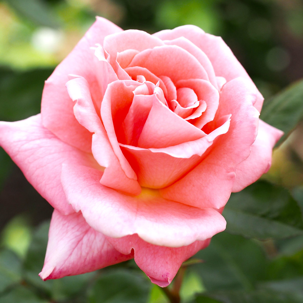 Rose, Sonia, バラ, ソニア, | Rose, Sonia, バラ, ソニア, Hybrid Tea ros… | Flickr