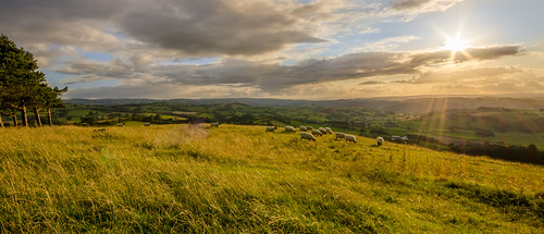 summer sun wales landscape sheep unitedkingdom hills montgomery