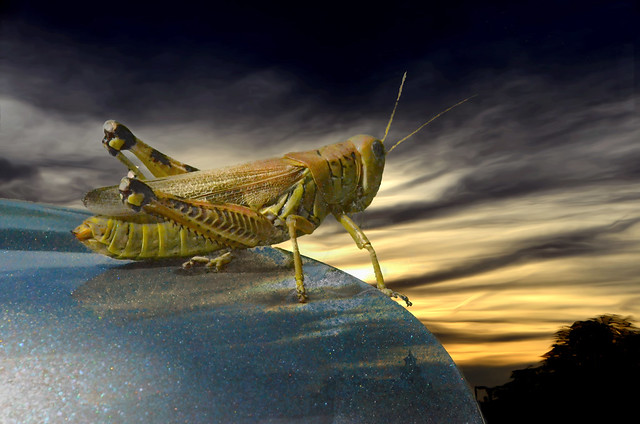 Grasshopper Enjoying Sunset over Park Ridge, September 4, 2014 4-1 full bp