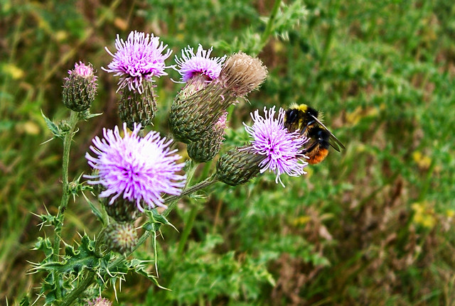 The Bee and Thistle