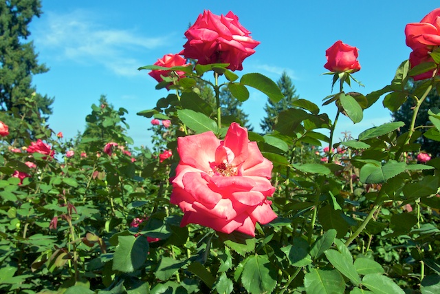 Portland Japanese Garden Rose Garden Rebecca Bollwitt Flickr