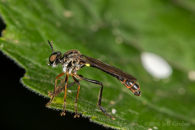 Robber Fly (Dioctria hyalipennis)