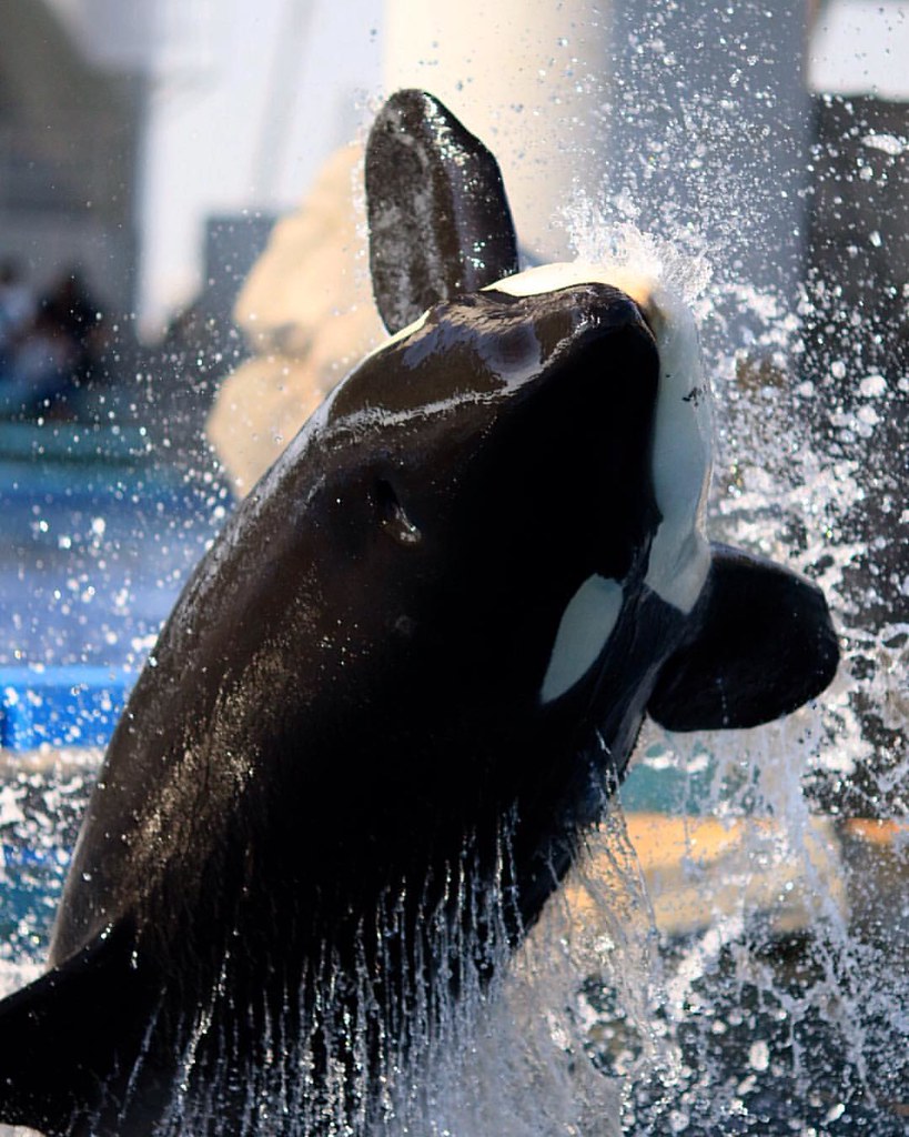 シャチ Orca Killerwhale 水族館 Aquarium 名古屋港水族館 Portofnag Flickr