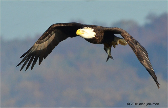 Bald Eagle, Birds of the Conowingo Dam