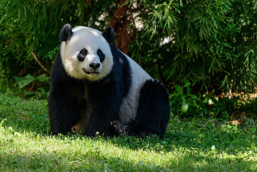 Pandas at National Zoo 2014.05.25 2.jpg