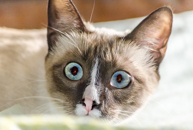 071914-Siamese-kitten-1