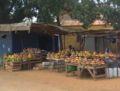 Peak Mango in #Senegal