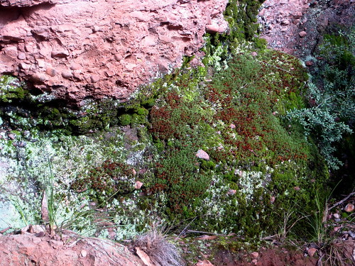 nature landscape moss australia victoria waterfalls vegetation lichen wildflowers geology paradisefalls cheshunt conglomerate australiannatives northeastvictoria
