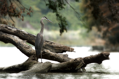 wood reflection bird heron river still logs waterville greatblueheron maumeeriver