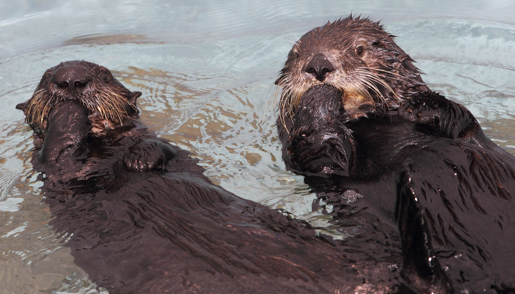 Monterey Bay Aquarium surrogate program | An adult southern … | Flickr