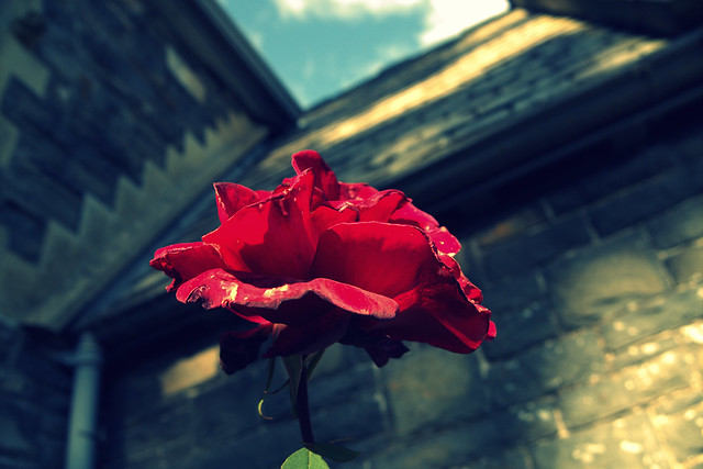 the red rose of rhayader / spiritual welsh mood (11)