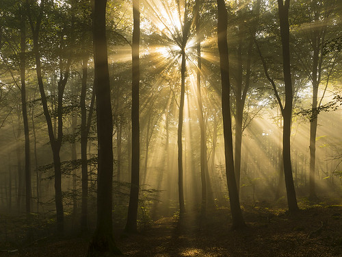 autumn fog forest sunrise sweden rays halland