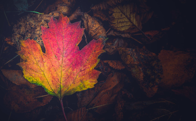 Autumn Palette  - Seasonal Colours 3
