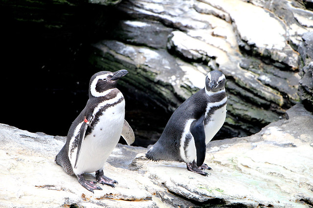 I pinguini di Lisbona
