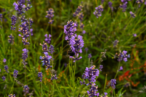 flower garden nikon herbs lavender nikkor garten kwiaty kwiat lavandula ogródek ogród zioło działka lawenda zioła d5100 chemiq