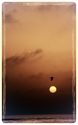 sea sun bird sunrise menorca puntaprima