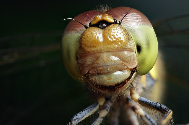 Darter dragonfly portrait