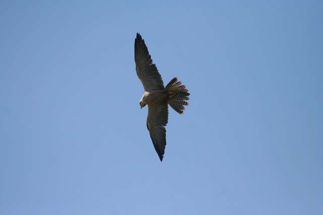 Peregrine Falcon (2)