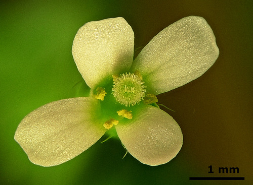 Arabidopsis_LX3_P32xP20_2014_09_02_D | by atgc_01