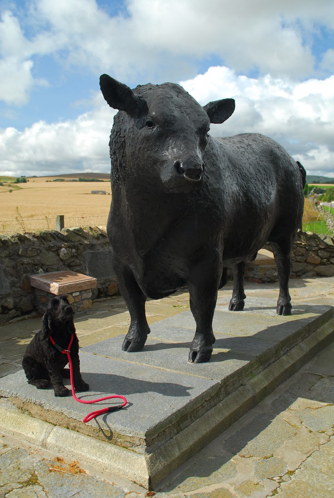 Roly and Aberdeen Angus at Alford Aberdeen