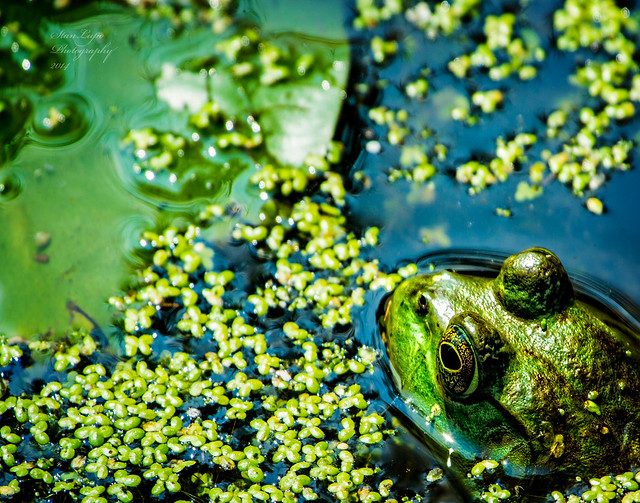 Happy As A Frog In Duckweed