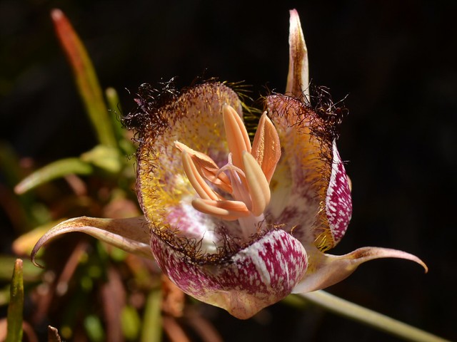 New flower of the Late-flowered Mariposa Lily (Calochortus fimbriatus, Liliaceae)