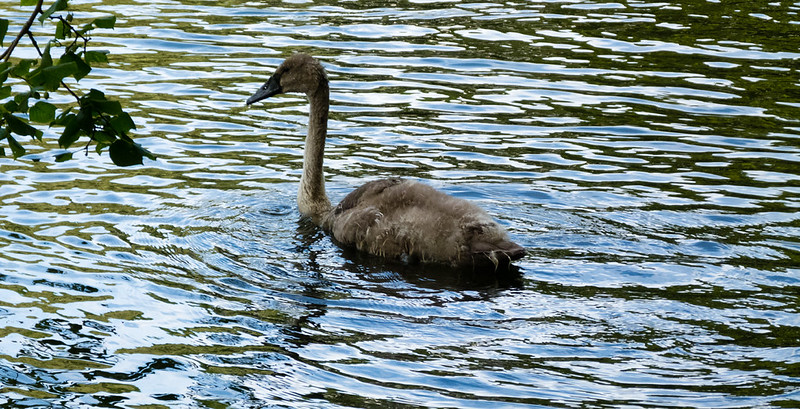 Young swan growing up
