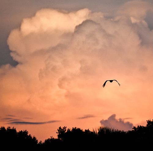 sunset orange cloud bird silhouette clouds warm afternoon florida fl vulture blackvulture coragypsatratus myakkariverstatepark