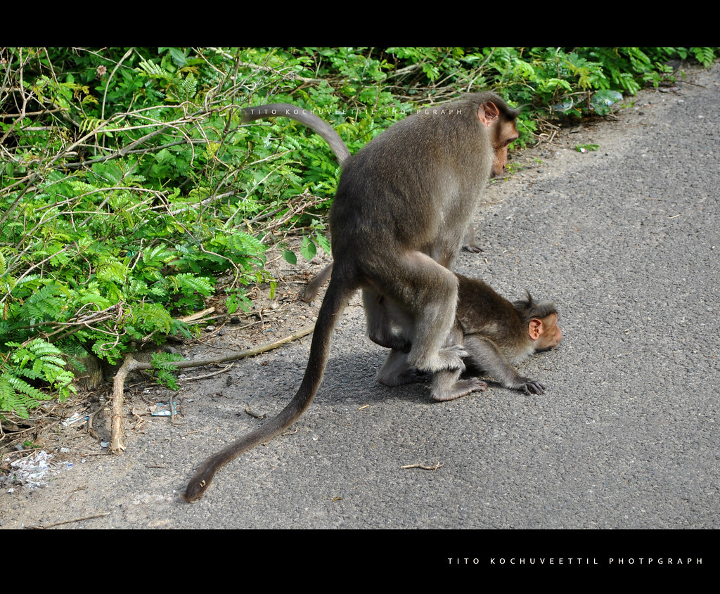 monkey mating with dog