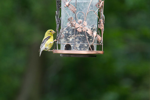 Goldfinch