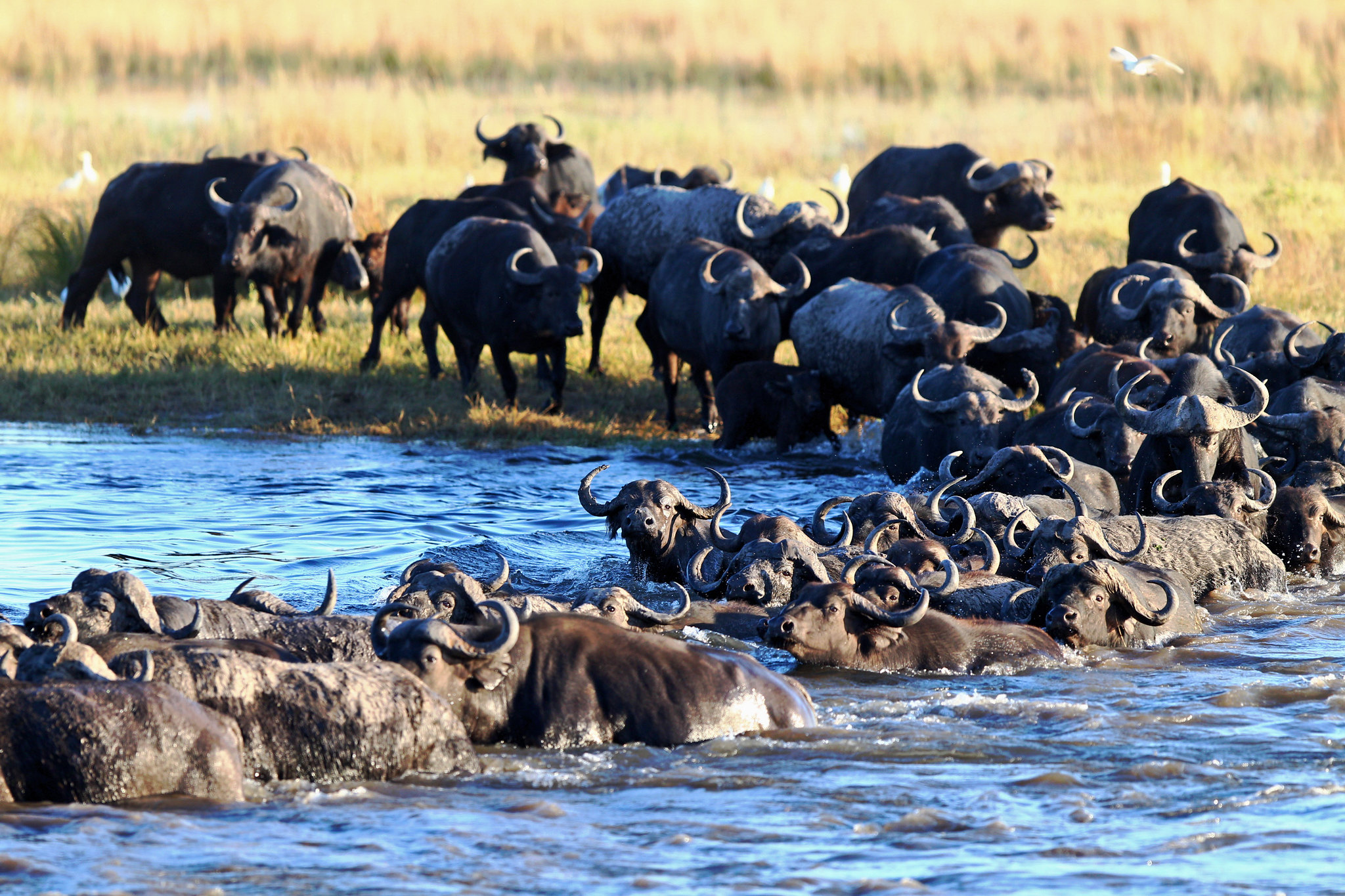 Buffalo - Botswana