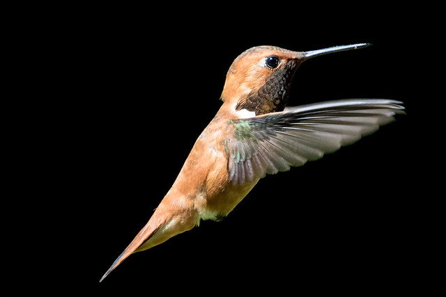 Rufous Hummingbird (male)