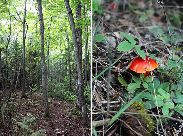 Brcue Pen Bruce Trail Wood Mushroom