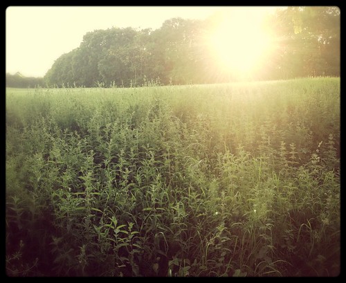 sunlight field golden scotland countryside weed icedtea nettle ansel iphone kitcam ovaltilt