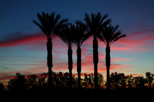 Fresno Sunset by david drexler, california trees sunset usa color unitedstates palm fresno ooolookit