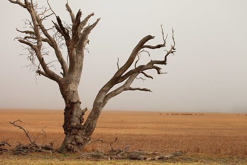 mist tree fog rural landscape farming southaustralia mannanarie