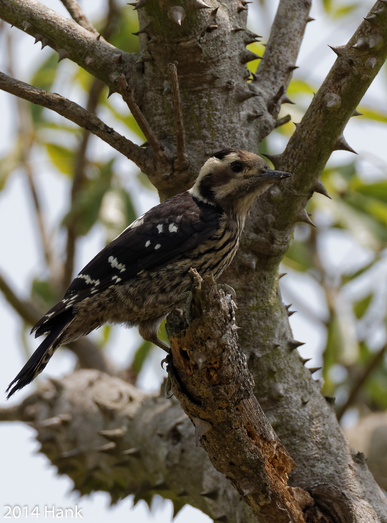 Grey-capped Pygmy Woodpecker / 小啄木 (Dendrocopos canicapillus)