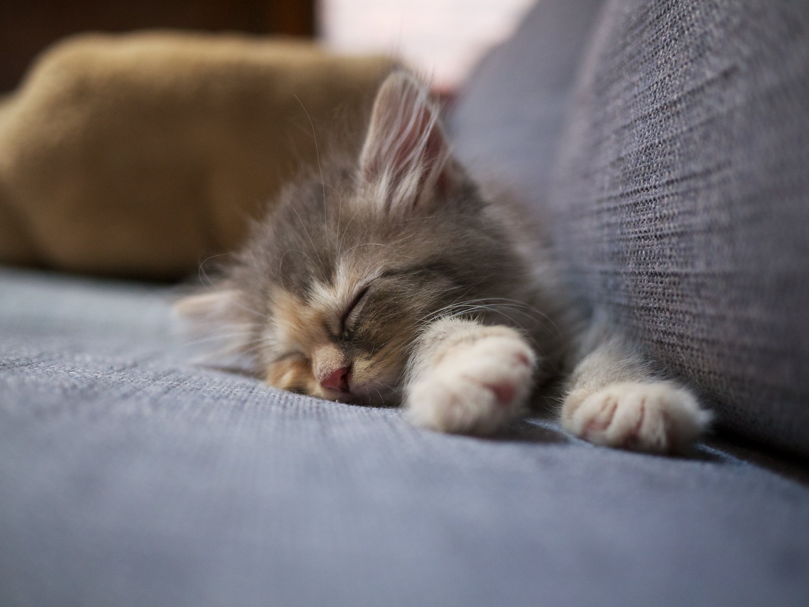 Sleeping Stevie
