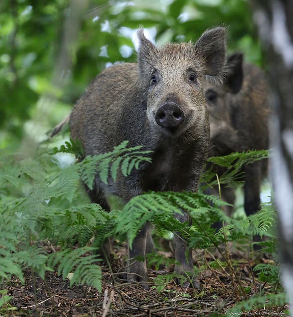 Wild Boar in the Forest of Dean.