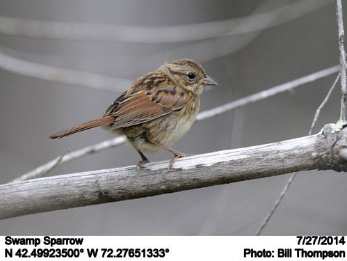 birds ma quabbinreservoir swampsparrow melospizageorgiana