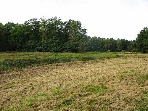 mire restaurierung peatland renaturierung niedermoor landschaftspflege mahd peatlands renaturation wiedervernässung moorrenaturierung michenwiesen