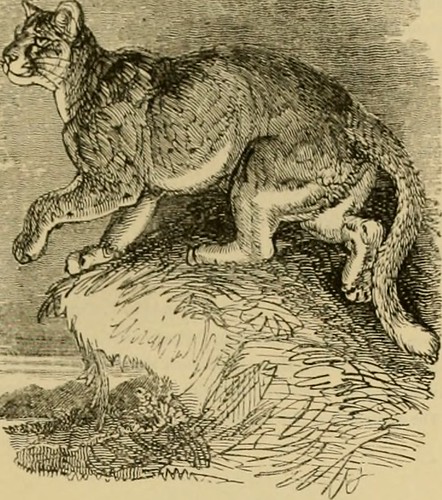 Paternoster