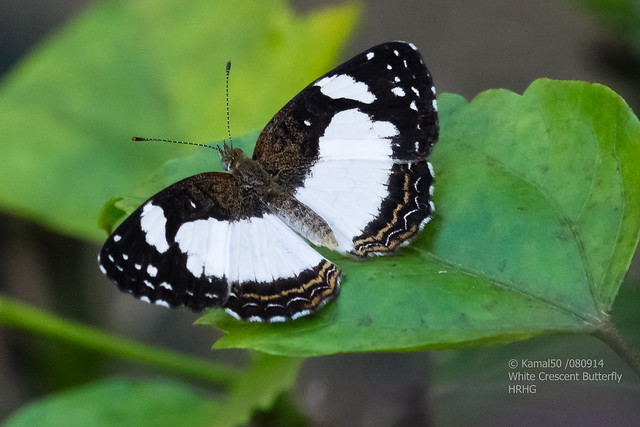 White Crescent Butterfly