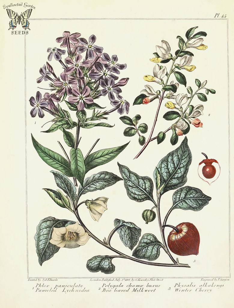Panicled Lychnidea, Box leaved milkwort, and Winter Cherry… | Flickr