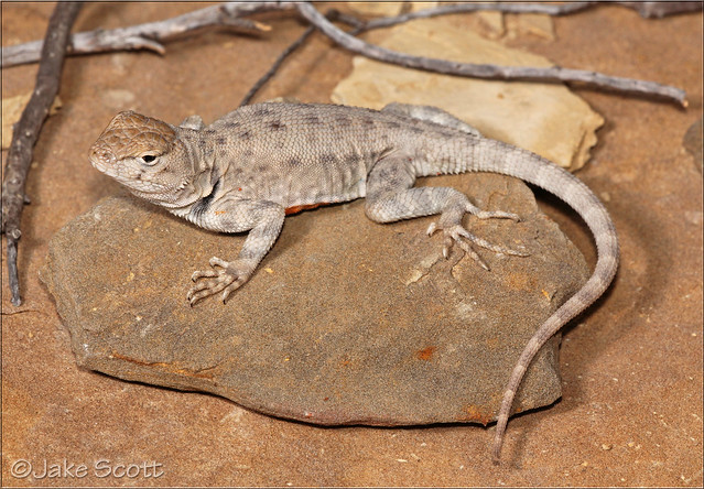 Merriam's Canyon Lizard (Sceloporus merriami merriami)