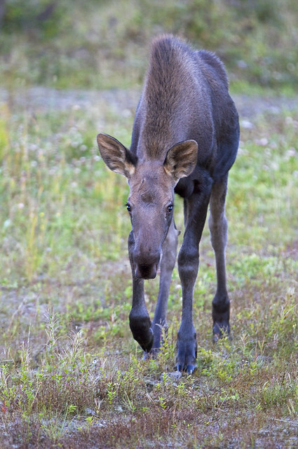 Very Curious Moose Calf