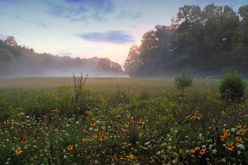 flowers trees summer sky nature field weather fog clouds landscape lowlight dusk hiking pennsylvania meadow creativecommons wildflowers endlessmountains groundfog radiationfog lycomingcounty riderpark