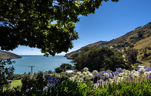 newzealand southisland bankspeninsula hills sky road summer scene landscape littleakaloa trees sea akaloaharbour agapanthus flowers